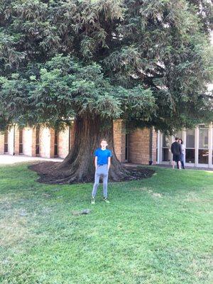 Huge Redwood!!!