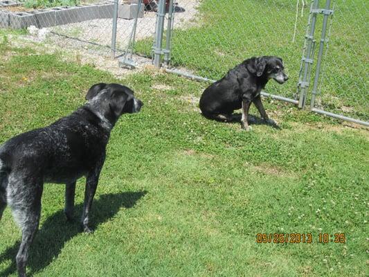 Enjoying some Free time in fenced area