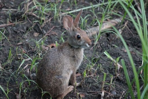 Wascally Wabbit seen on a Pinky's Kayak Rental tour.