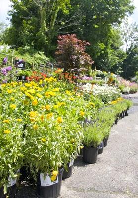 Gardening to enjoy Nature's Bounty