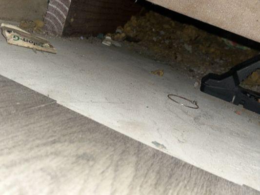 Rats nest under stairs