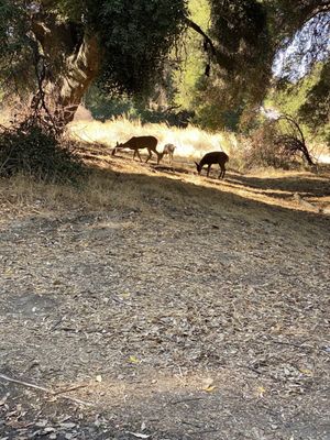 Deer in Pico Canyon Park.