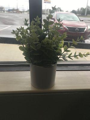 Pretty fake Plant