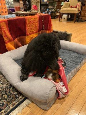 Guinea pig, Tweak, and his caretaker, Hope