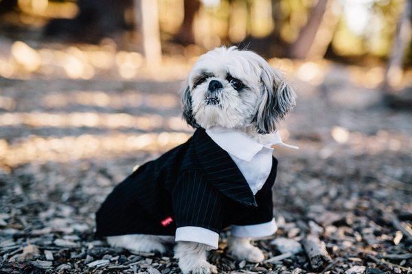 October Wedding 2016, Schaffer's Camp, Northstar Resort, CA - Ringbearer, Dog of Honor
  Photo Credit: Happy Confetti Photography