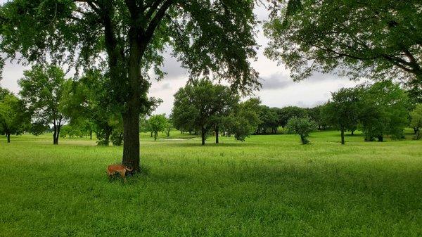 Lots of wide open fields and trees to investigate