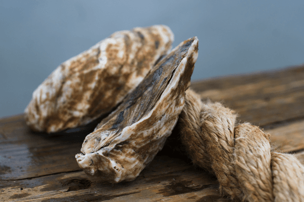 Cape May Salt Oyster Farms