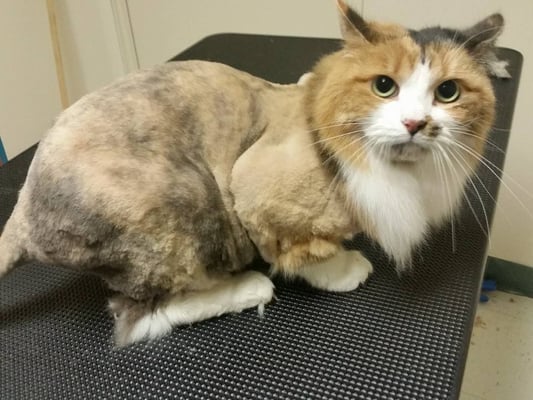 Lion cut