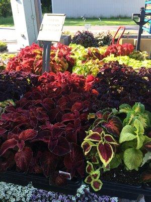 Coleus is great for the shade.