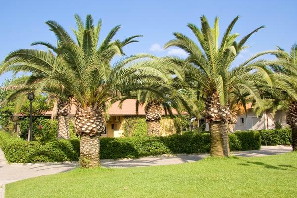 Trees trimmed in a local neighborhood