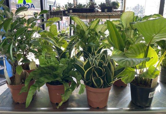 Houseplants for sale