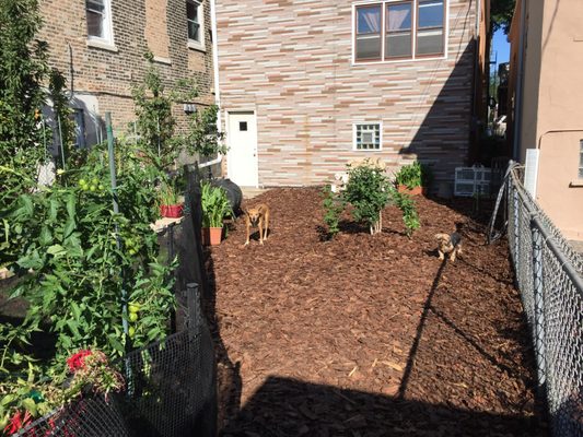 New pine bark mulch backyard and garden