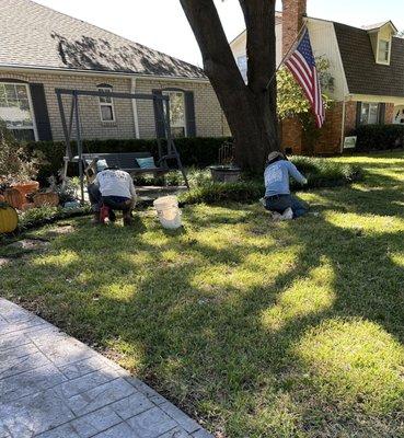 Filling in sod in some bare spots in the front yard.