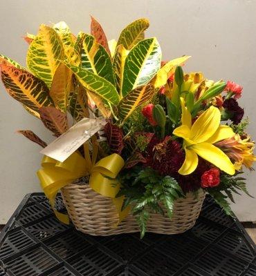 Plant and Fresh Flower Combo Baskets