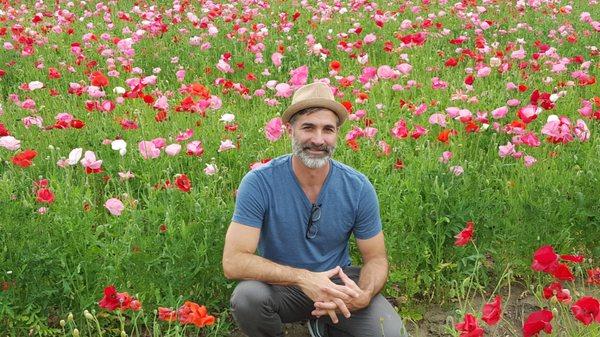 Japanese Poppy Fields