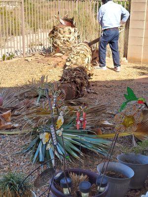 Tree lying on ground after removal to be sawed in sections