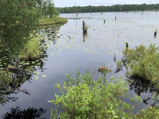 Lily pads