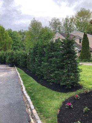 Leyland Cypress Wall