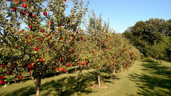 Pine Hill Orchard