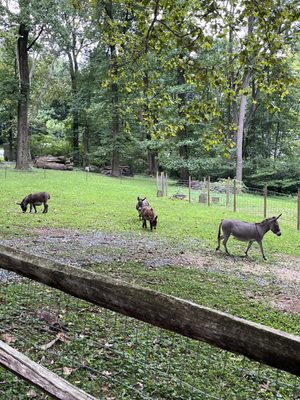 Mini donkeys