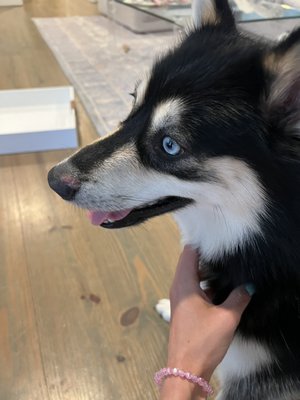 Sore on his nose from being crated instead of playing because he can open the door to play room.