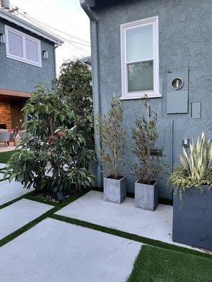 Avocado tree and snake plants