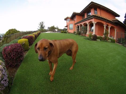 Artificial turf installed for a large dog run area surrounded by a beautiful landscape behind the house.