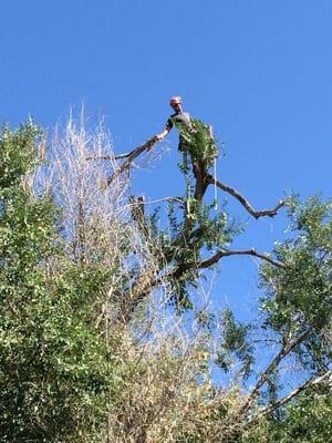 Boulder Tree Service