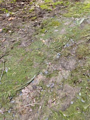 Landscape fabric and top soil exposure.  I have an 11 year chronically ordered picture album of this!