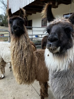 Buck Hollow Llamas