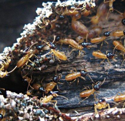 Don't let termites destroy your home! Call Hydrex Termite & Pest Control of Ventura today for termite control and take back your home!