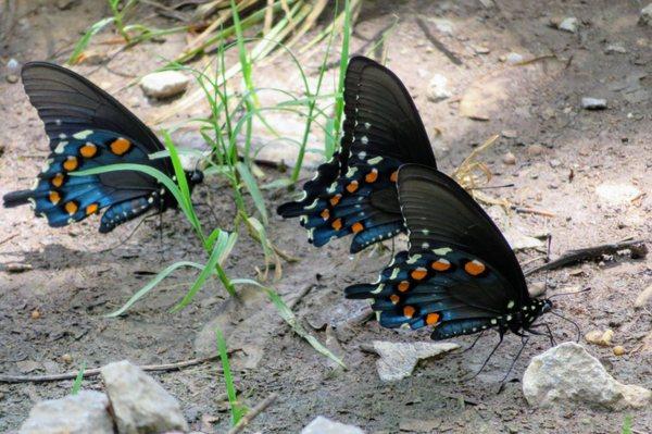 Goldsmith Schiffman Wildlife Sanctuary