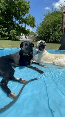 One of the community members sometimes brings a pool and shares it for the rest of the people who bring their dogs, on hot days