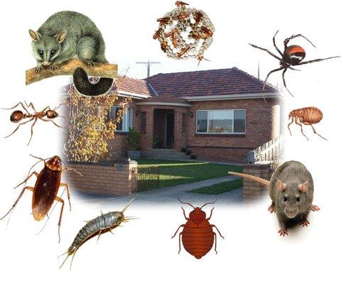 Houston Bug Busters