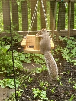 A squirrel swing to appease the little jerks. Much cuter eating this than my garden.