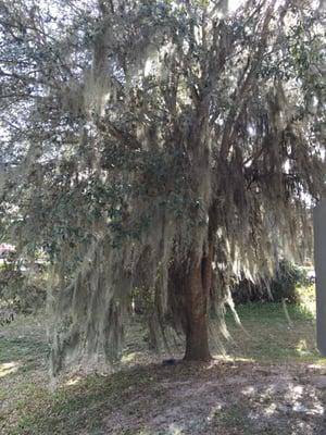 This tree is behind this 7-11, Spanish Moss reminds me of South Carolina.