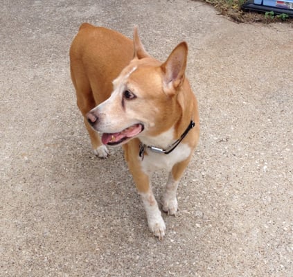 Duke, Red Heeler Mix.