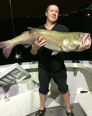 Stripe Bass from last night's charter!!! They are around and in large amounts. No one hoes home empty handed.