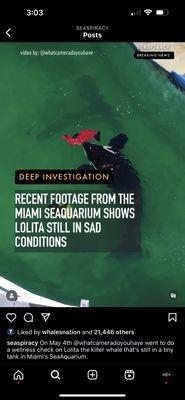 Lolita swimming in solidarity