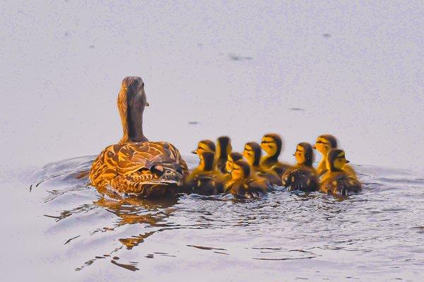 Mottled Duck and Nine Chicks