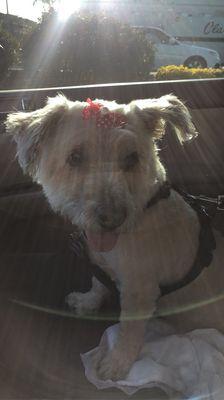 Puppy is fresh out the groomer! Mr. Lu left her with a cute lil pink bow!