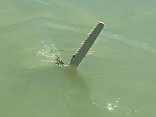 Sawfish