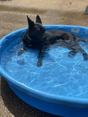 German Shepards love water. We got this!