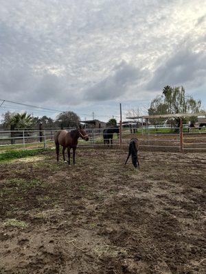 Craigmont Equestrian Center