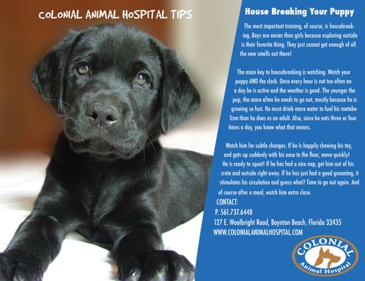 Housebreaking your Puppy from Colonial Animal Hospital