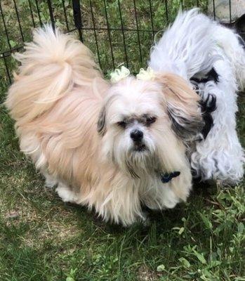 Mary Lee loves the Paw Spa!