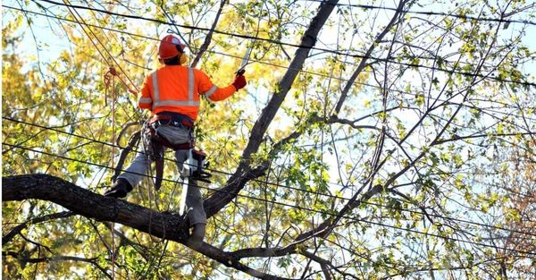 All Seasons Tree Service of Elgin