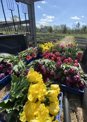 Farm Grown Tulips