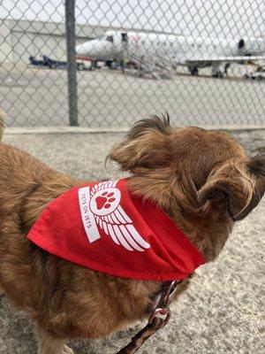 Pets on Jets. Love it