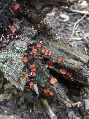 Eyelash Cup fungi